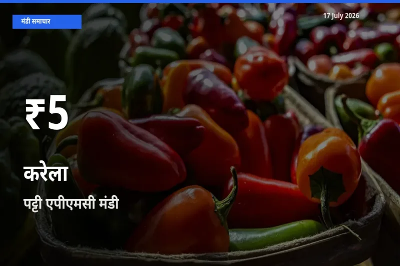 पट्टी एपीएमसी में करेला के दाम 30 दिन के न्यूनतम स्तर पर, आज का मंडी भाव देखें