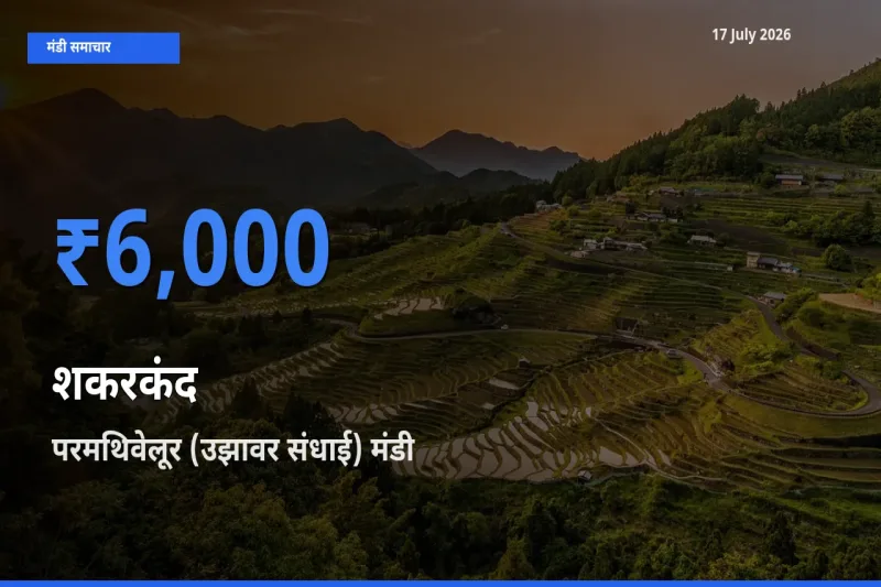 टॉप मंडी बना परमथिवेलूर (उझावर संधाई)! शकरकंद के सबसे ऊँचे दाम यहीं दर्ज