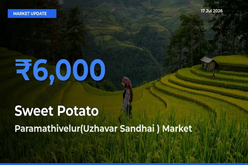 Paramathivelur(Uzhavar Sandhai ) Tops Sweet Potato Mandi Rates Today
