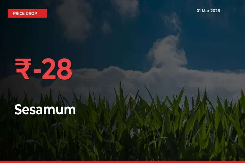 Sesamum Prices Drop 28.38% in 24 Hours at Major Mandis