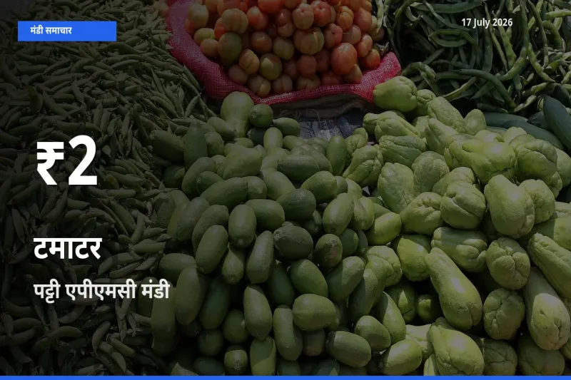 रिकॉर्ड गिरावट नहीं, लेकिन 30 दिन का न्यूनतम! पट्टी एपीएमसी में टमाटर के दाम फिसले