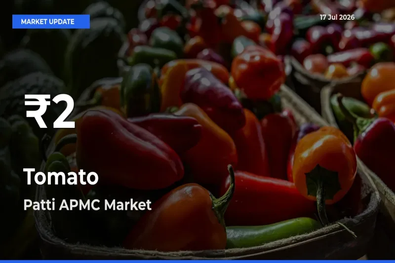 Why Tomato Prices Slumped in Patti APMC – 30-Day Low Today