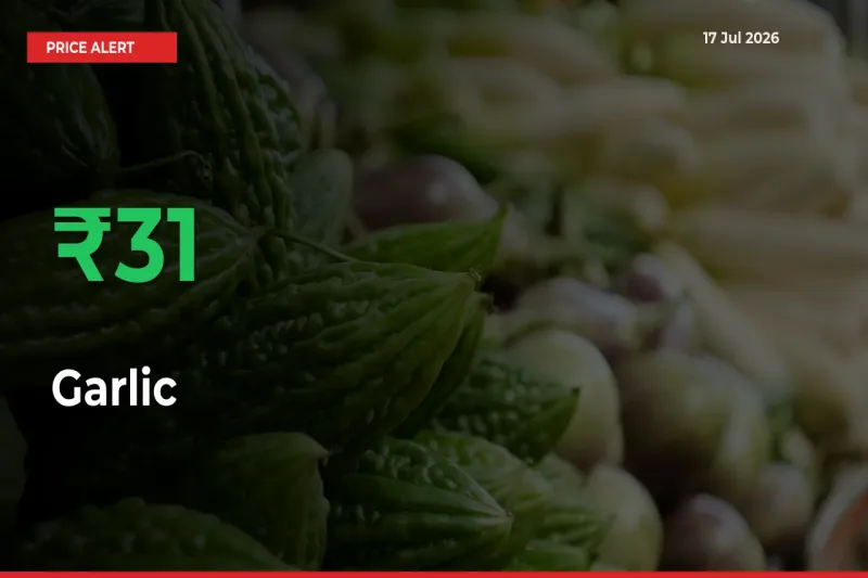 Garlic Rises 30.63% at Mandis