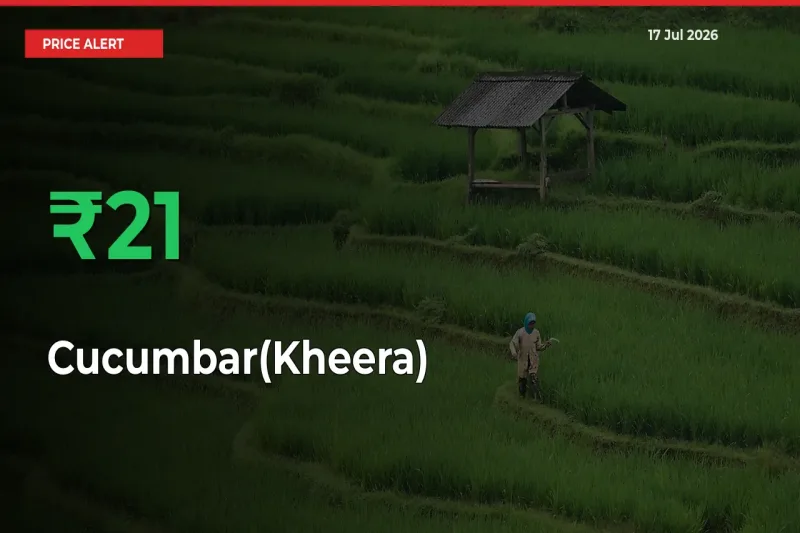 Why Cucumbar(Kheera) Prices Rose 21.48% in a Day at Mandis
