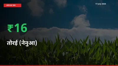 बाज़ार संकेत: तोरई (नेनुआ) के भाव मंडी में 15.73% ऊपर