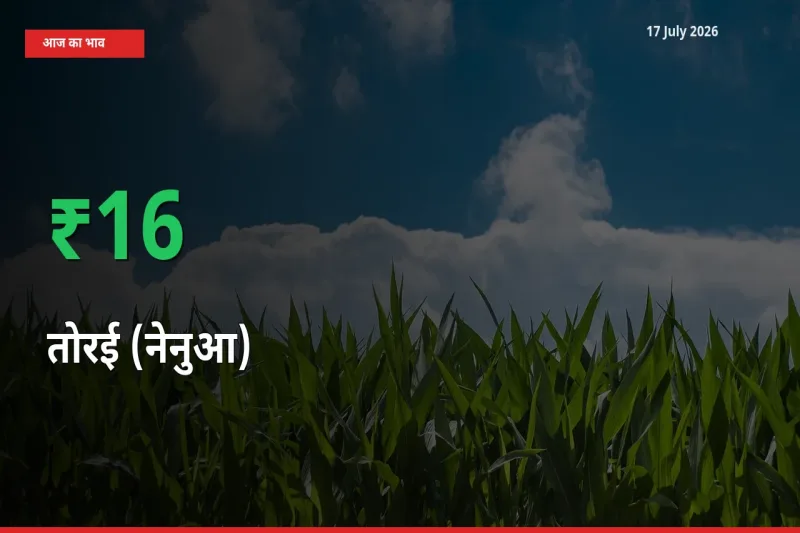 बाज़ार संकेत: तोरई (नेनुआ) के भाव मंडी में 15.73% ऊपर