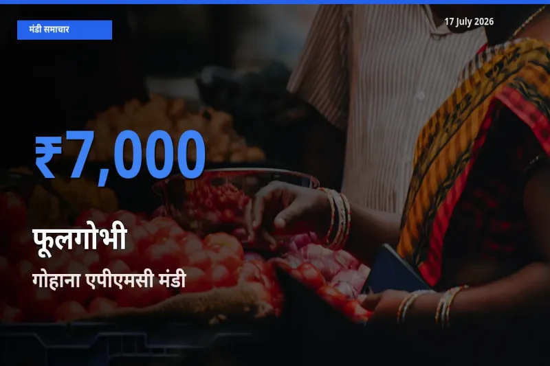गोहाना एपीएमसी मंडी में फूलगोभी ₹7,000 पर पहुँचा – आज का सर्वोच्च भाव