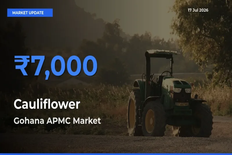 Gohana APMC Emerges as Top Mandi for Cauliflower Prices Today