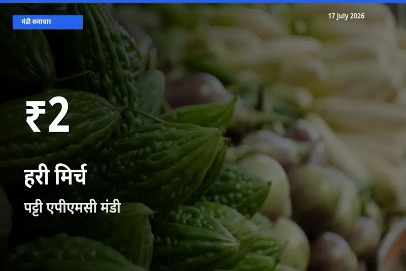 हरी मिर्च के दामों में गिरावट, पट्टी एपीएमसी में 30 दिन का न्यूनतम भाव
