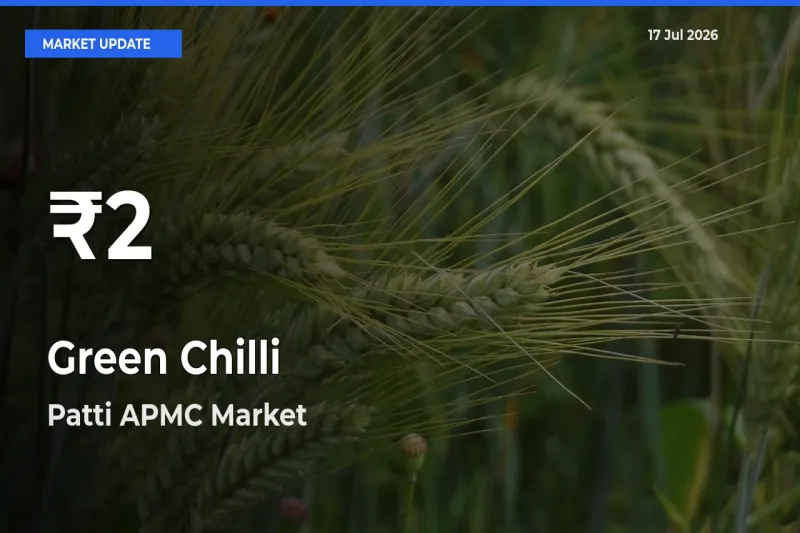 Sharp Fall! Green Chilli Prices Drop to 30-Day Low in Patti APMC