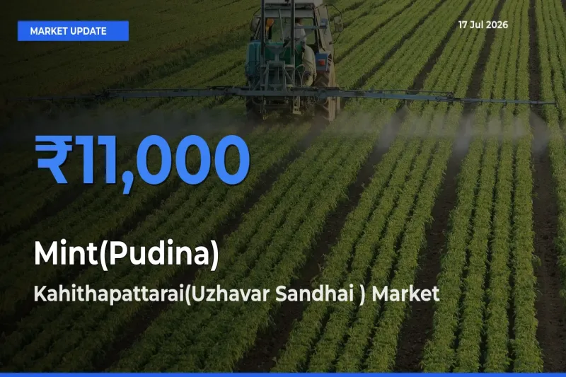Mint(Pudina) Mandi Rate Today: Kahithapattarai(Uzhavar Sandhai ) Tops the List