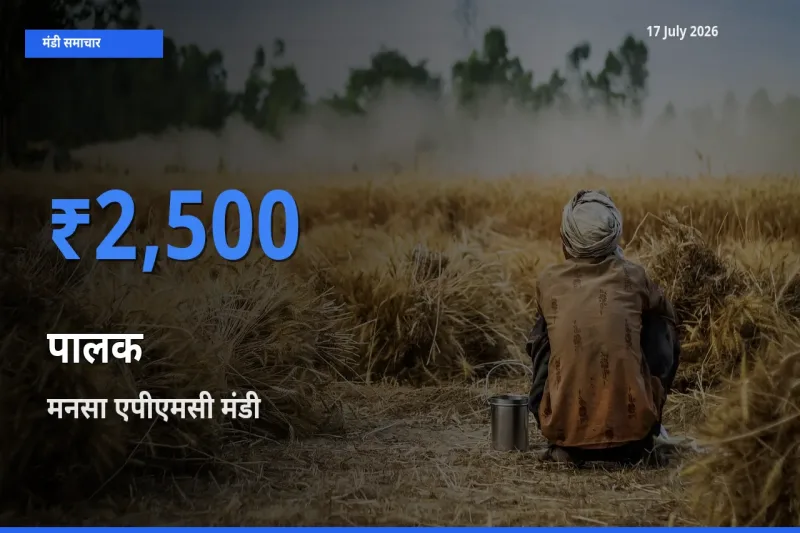 मनसा एपीएमसी मंडी में आज पालक के सबसे ऊँचे दाम दर्ज
