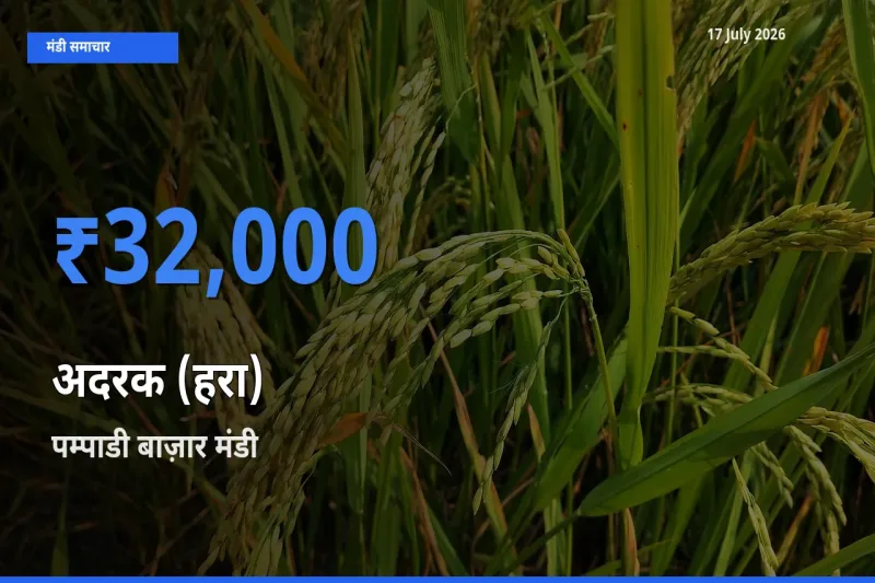 टॉप मंडी बना पम्पाडी बाज़ार! अदरक (हरा) के सबसे ऊँचे दाम यहीं दर्ज
