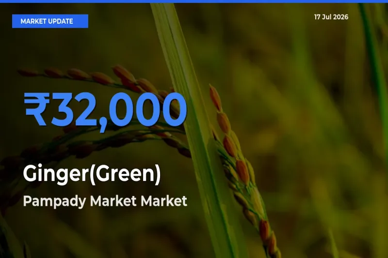 Pampady Market Emerges as Top Mandi for Ginger(Green) Prices Today