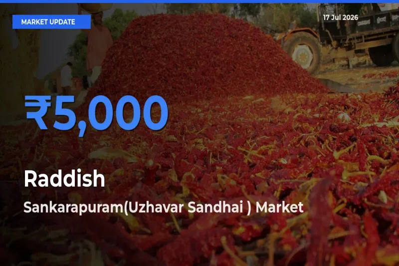 Sankarapuram(Uzhavar Sandhai ) Offers ₹5,000 – Highest Raddish Rate Today