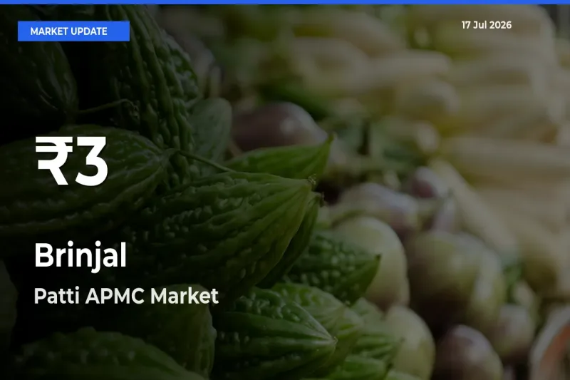 Brinjal Falls to ₹3 in Patti APMC – 30-Day Lowest Rate