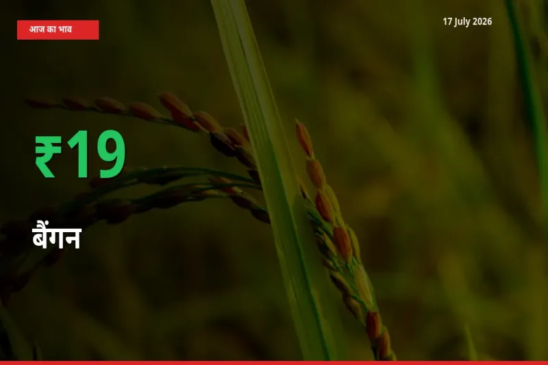 बैंगन 19.04% उछला, मंडी