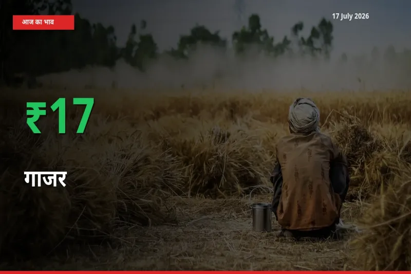गाजर के दाम प्रमुख मंडी में 16.78% बढ़े, 24 घंटे में बड़ा बदलाव