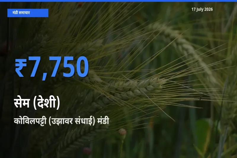 आज सेम (देशी) के सबसे ज़्यादा दाम कोविलपट्टी (उझावर संधाई) मंडी में दर्ज