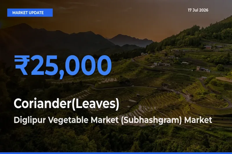 Diglipur Vegetable Market (Subhashgram) Offers ₹25,000 – Highest Coriander(Leaves) Rate Today