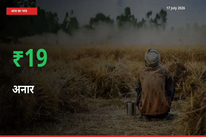 आज का मंडी भाव: अनार के दाम मंडी में 19.24% ऊपर
