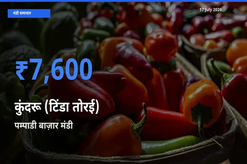 आज कुंदरू (टिंडा तोरई) के सबसे ऊँचे दाम ₹7,600 पम्पाडी बाज़ार मंडी में