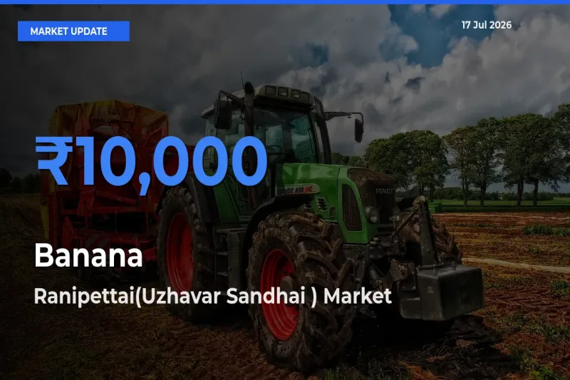 Ranipettai(Uzhavar Sandhai ) Leads as Top Mandi for Banana Prices