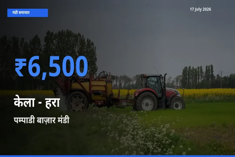 पम्पाडी बाज़ार मंडी में केला - हरा ₹6,500 पर पहुँचा – आज का सर्वोच्च भाव