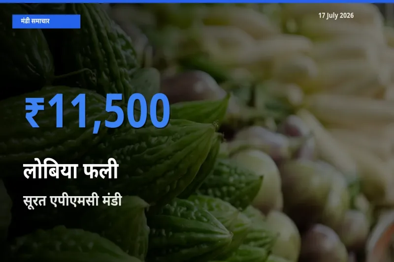 17 July अपडेट: लोबिया फली के सबसे ऊँचे दाम सूरत एपीएमसी मंडी में