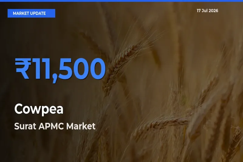 Surat APMC Emerges as Top Mandi for Cowpea Prices Today