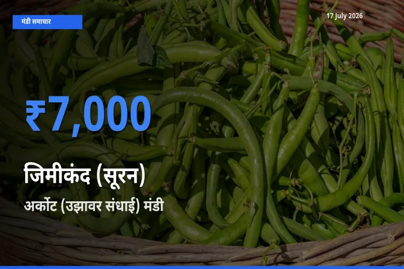 अर्कोट (उझावर संधाई) मंडी में आज जिमीकंद (सूरन) के सबसे ऊँचे दाम दर्ज