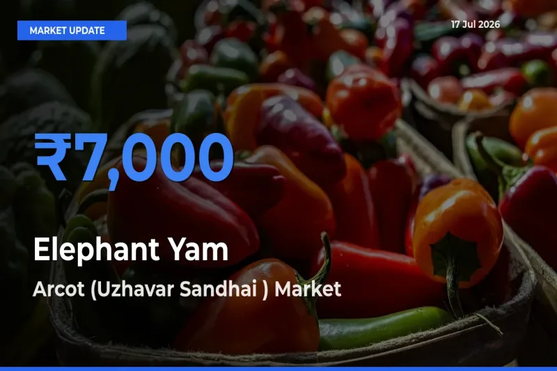 Arcot (Uzhavar Sandhai ) Records Highest ₹7,000 Rate for Elephant Yam
