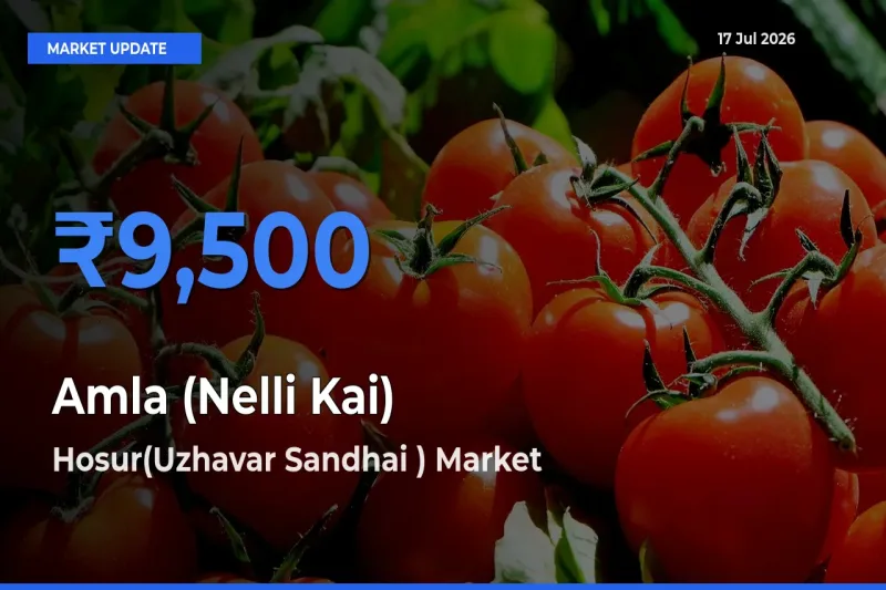 Market Watch: Hosur(Uzhavar Sandhai ) Becomes Top Mandi for Amla (Nelli Kai)