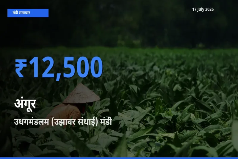 उधगमंडलम (उझावर संधाई) में अंगूर का आज सबसे ऊँचा भाव