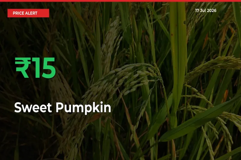Farmers Cheer as Sweet Pumpkin Prices Surge 15.08% in Local Mandis