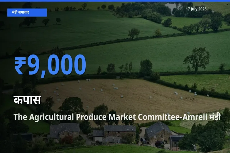 बाज़ार संकेत: The Agricultural Produce Market Committee-Amreli बना कपास के लिए आज की टॉप मंडी