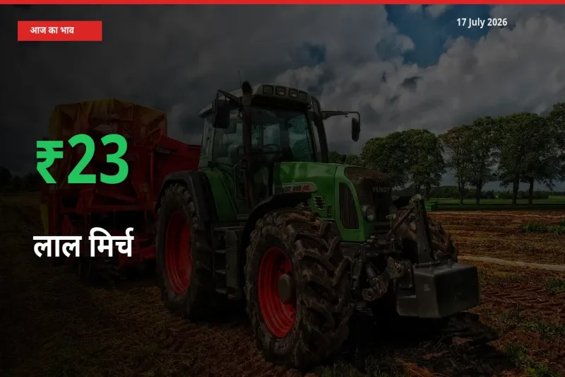 बाज़ार संकेत: लाल मिर्च के भाव मंडी में 23.42% ऊपर