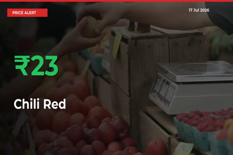 Farmers Cheer as Chili Red Prices Surge 23.42% in Local Mandis