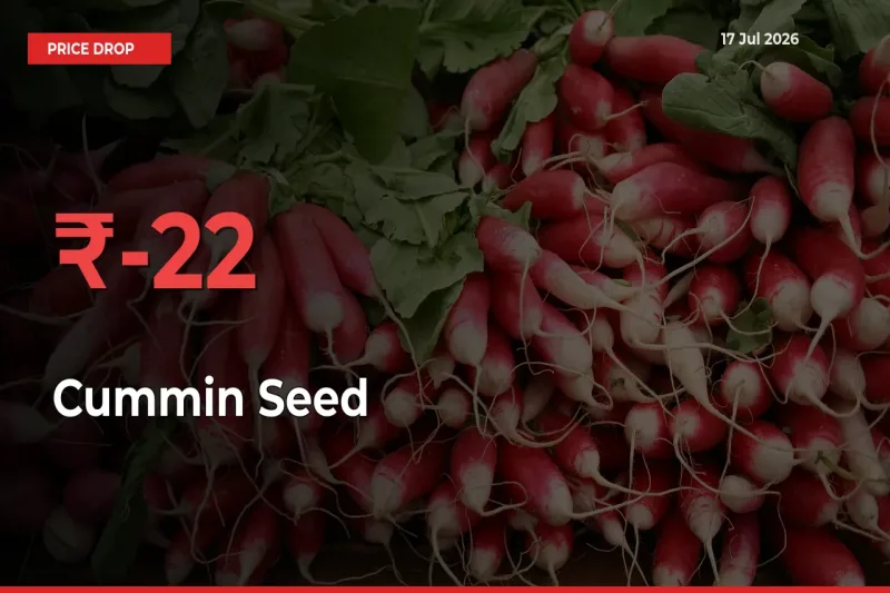 Sharp Fall! Cummin Seed Prices Plunge 22.18% in a Day at Key Mandis