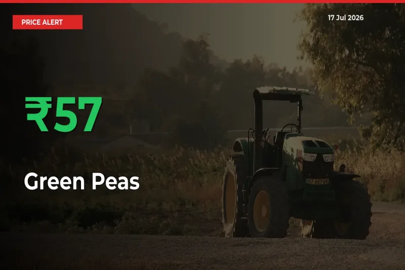Sharp Jump! Green Peas Prices Climb 56.8% in 24 Hours at Key Mandis
