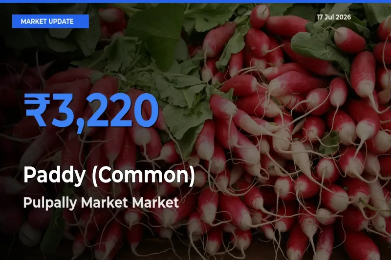 Pulpally Market Records Highest ₹3,220 Rate for Paddy (Common)