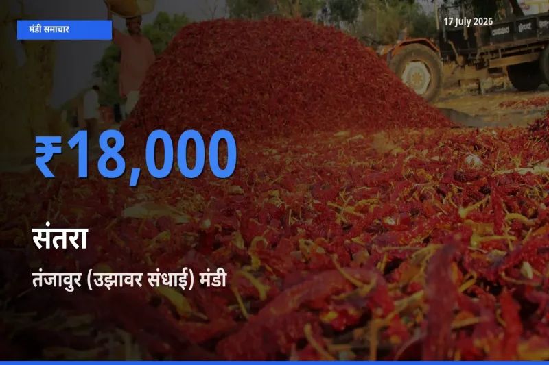 तंजावुर (उझावर संधाई) मंडी में संतरा ₹18,000 पर पहुँचा – आज का सर्वोच्च भाव