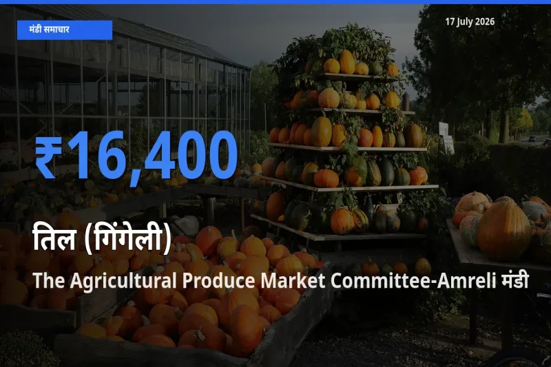 The Agricultural Produce Market Committee-Amreli मंडी में तिल (गिंगेली) ₹16,400 पर पहुँचा – आज का सर्वोच्च भाव