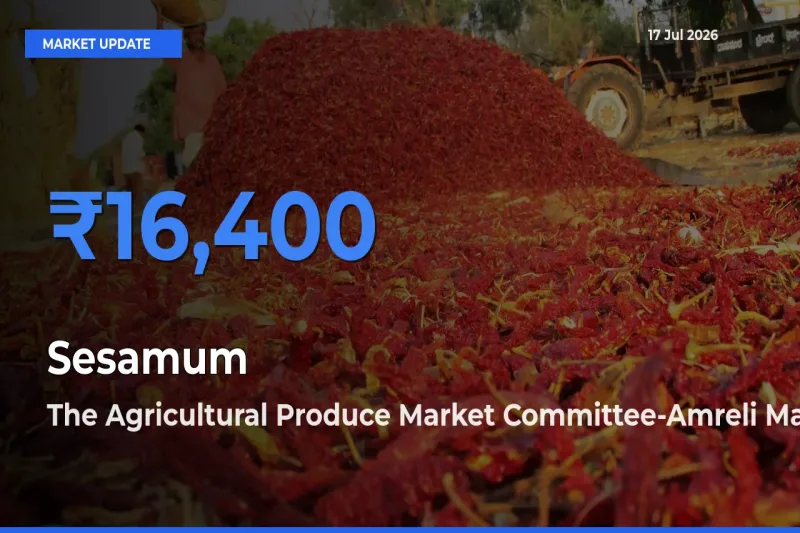 The Agricultural Produce Market Committee-Amreli Offers ₹16,400 – Highest Sesamum Rate Today