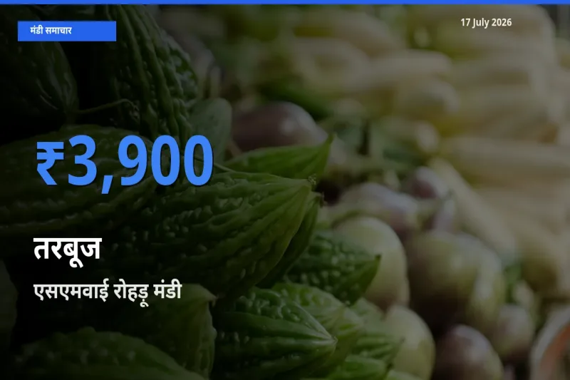 एसएमवाई रोहड़ू में तरबूज का आज सबसे ऊँचा भाव