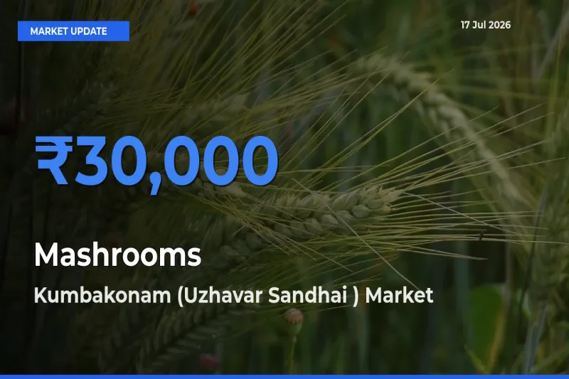 Kumbakonam (Uzhavar Sandhai ) Records Highest ₹30,000 Rate for Mashrooms