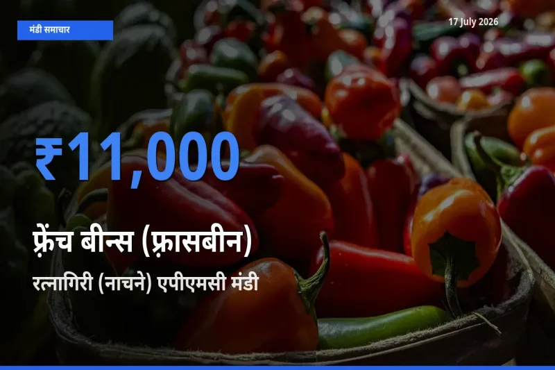 17 July अपडेट: फ़्रेंच बीन्स (फ़्रासबीन) के सबसे ऊँचे दाम रत्नागिरी (नाचने) एपीएमसी मंडी में