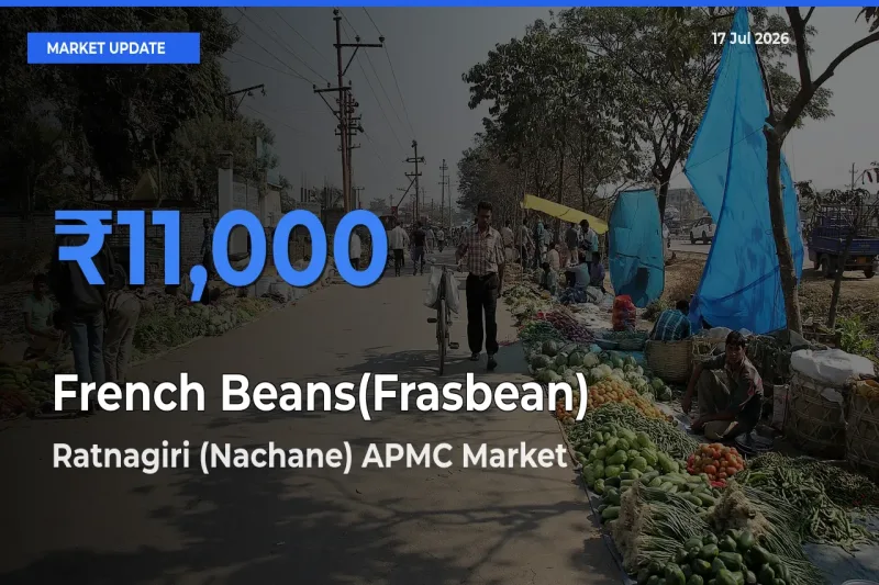 Ratnagiri (Nachane) APMC Tops French Beans(Frasbean) Rates – July 17 Market Update