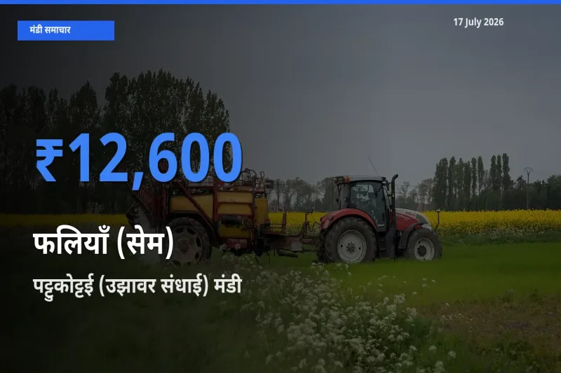 पट्टुकोट्टई (उझावर संधाई) में फलियाँ (सेम) का आज सबसे ऊँचा भाव