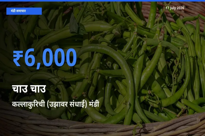 आज चाउ चाउ के सबसे ऊँचे दाम ₹6,000 कल्लाकुरिची (उझावर संधाई) मंडी में